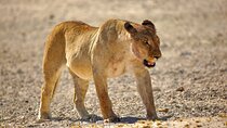 5 days Sossusvlei, Swakopmund and Etosha NP Lodging 