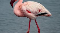 6 days Sossusvlei, Swakopmund and Etosha NP Camping