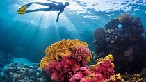 Coral Garden Full Day Snorkeling & Diving with Lunch - El Quseir