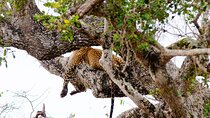 All inclusive Yala safari from Colombo Negombo Coast