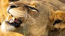 Nairobi National Park Early Morning or Afternoon Game Drive