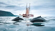 Whale Watching on a Traditional Oak Sailing Ship from Husavik