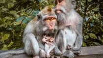 Discover Ubud: Exotism Ubud and Optional Meet the Bali Shaman 