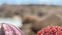 Two Oceans Private Tour