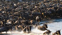 4 Day Serengeti Kogatende Migration -Mara River Crossing Safari