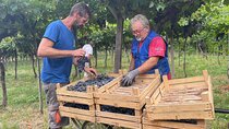 Discover the Amarone wine: 1 winery with delicious food pairing