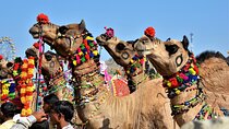 Private One Day Trip to Pushkar from Jaipur 