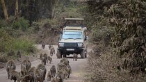 4 Days Group Camping Safari of Tanzania