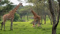 2-Day Wildlife Safari in Lake Mburo National Park