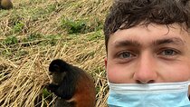 Full Day Private Golden Monkey Tour