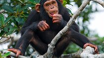 Private 10 Days Tour Visit of Tanzania with Meals Included 