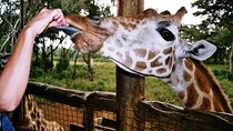 Day tour to Giraffe Center and Karen Blixen Museum