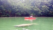 Manatee Season Guided Paddle Tour from Virginia Key