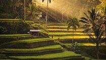 Ubud Highlight Private Tour with Transfer