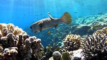 Hamata island Full day boat trips with lunch 