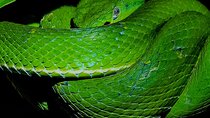 Small Group Wildlife Refuge Monteverde Night Walking Tour