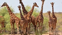 Nairobi National Park and Giraffe Center Guided Day Tour