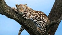 3 Days Masai Mara Joining Safari