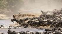 7 Days luxury 5 star lodge safari using a land cruiser jeep