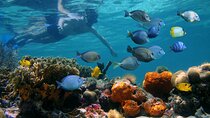 Key West 2 Reef Snorkel Tour & Sunset Cruise with Beer & Wine