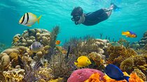 Key West Afternoon Reef Snorkeling with Open Bar