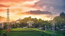 12 Hours Private Munnar Tour from Kochi