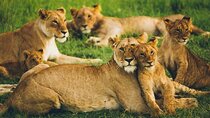 Half Day Nairobi National park