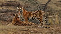 Ranthambore Safari Booking