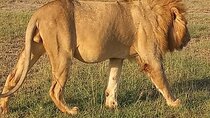 Experience the Masai Mara and the Dancing Masai in 4 days