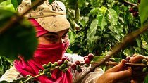 Guatape tour + Boat Ride + coffee tour “BEST EXPERIENCE”