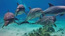 Dolphin House in Hurghada: Snorkeling, Water Sports & Lunch
