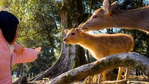 Osaka & Nara in 1-Day by Private Van with Local Expert Guide