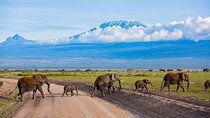 7 Days Safari in Kenya: Masai Mara, Nakuru and Amboseli