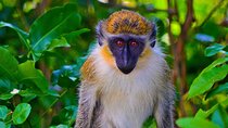 Full day Guided Tour in Barbados