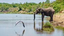 5 Day Selous and Mikumi Safari Adventure Tour 
