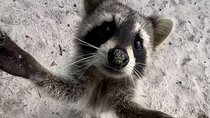 Raccoon Island Boat Tour - Indian Creek, Sanbar and Raccoons