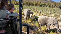 Cape Town Aquila Afternoon Safari with transport and lunch