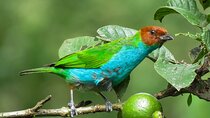 Salento: Birding along the Torrent River