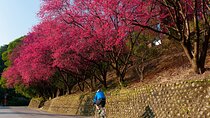 Sip & Savor: Maokong Tea & Shenkeng Stinky Tofu Private Day Tour