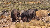 Private Aquila Game Reserve Full Day Big 5 Safari in Cape Town
