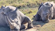 6 Days Kenya Masai Mara-Lake Nakuru & Amboseli Budget Safari