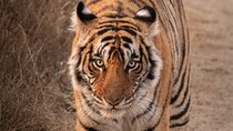 Taj Mahal Tour + Tiger Safari