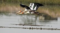 Sultanpur The wonder of Birding from Delhi