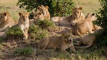 Full Day Tour Nairobi National Park, Giraffe Center ,Karen Blixen