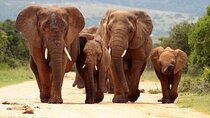 Pilanesberg National Park Safari in Open Vehicle from Johannesburg