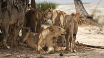 Nyerere National Parks : 4-Day Safari Adventure