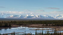 Authentical Denali Tour from Denali Park and Fairbanks