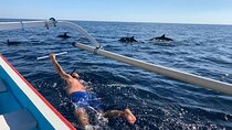 Lovina Dolphin Watching, Swimming, and Snorkeling Experience