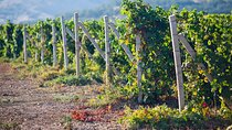 Ica : Wine & Pisco Tasting Tour - Wineward near Huacachina