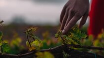 Santorini Wine Tour: Volcanic Vineyards & Secret Sunset View